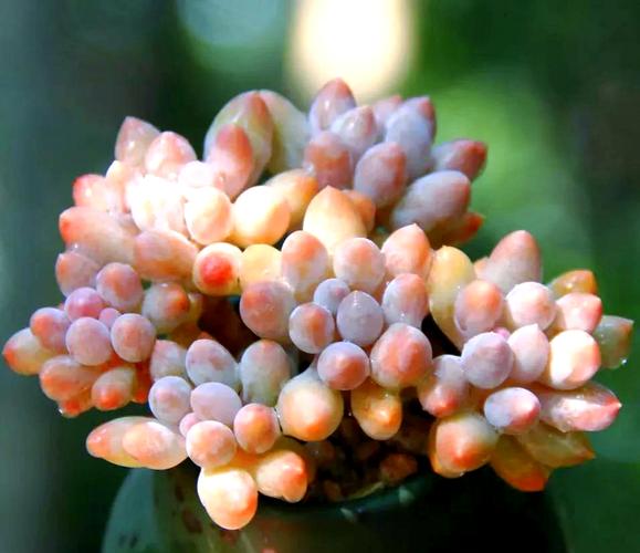 婴儿手指多肉花语藏着什么温柔寓意？-第1张图片-吾爱花网