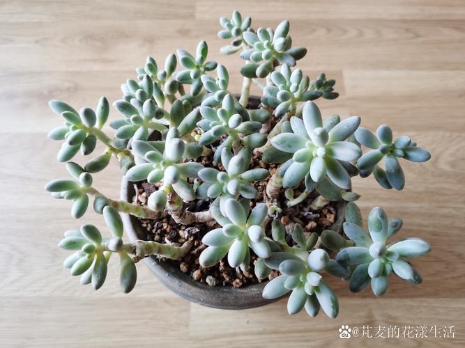 婴儿手指多肉花语藏着什么温柔寓意？-第3张图片-吾爱花网