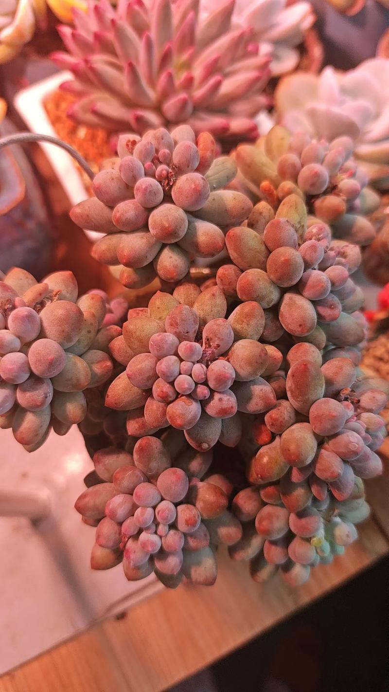 婴儿手指多肉花语藏着什么温柔寓意？-第2张图片-吾爱花网