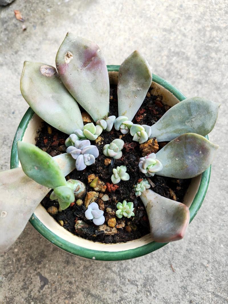 多肉叶插如何确保100%成功？-第1张图片-吾爱花网