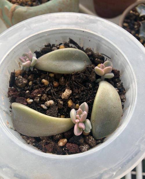 多肉叶插如何确保100%成功？-第3张图片-吾爱花网