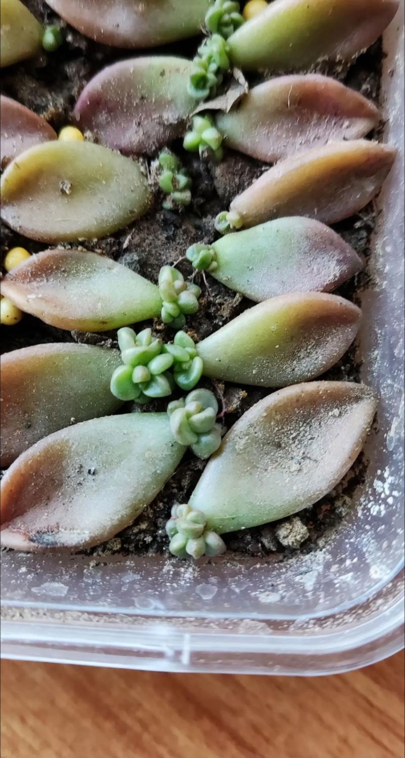多肉叶插如何确保100%成功？-第2张图片-吾爱花网