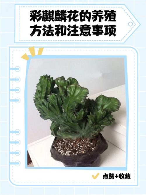 麒麟多肉怎么繁殖？-第2张图片-吾爱花网