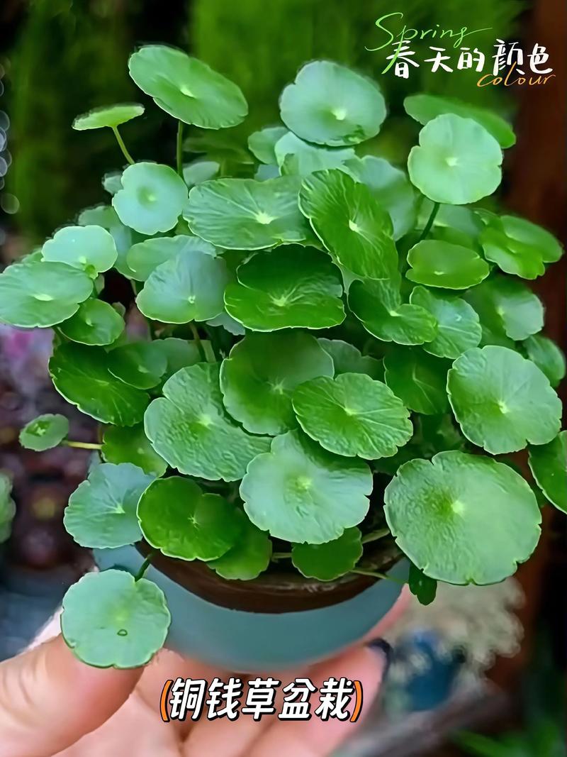 水培铜钱草能剪吗？-第2张图片-吾爱花网