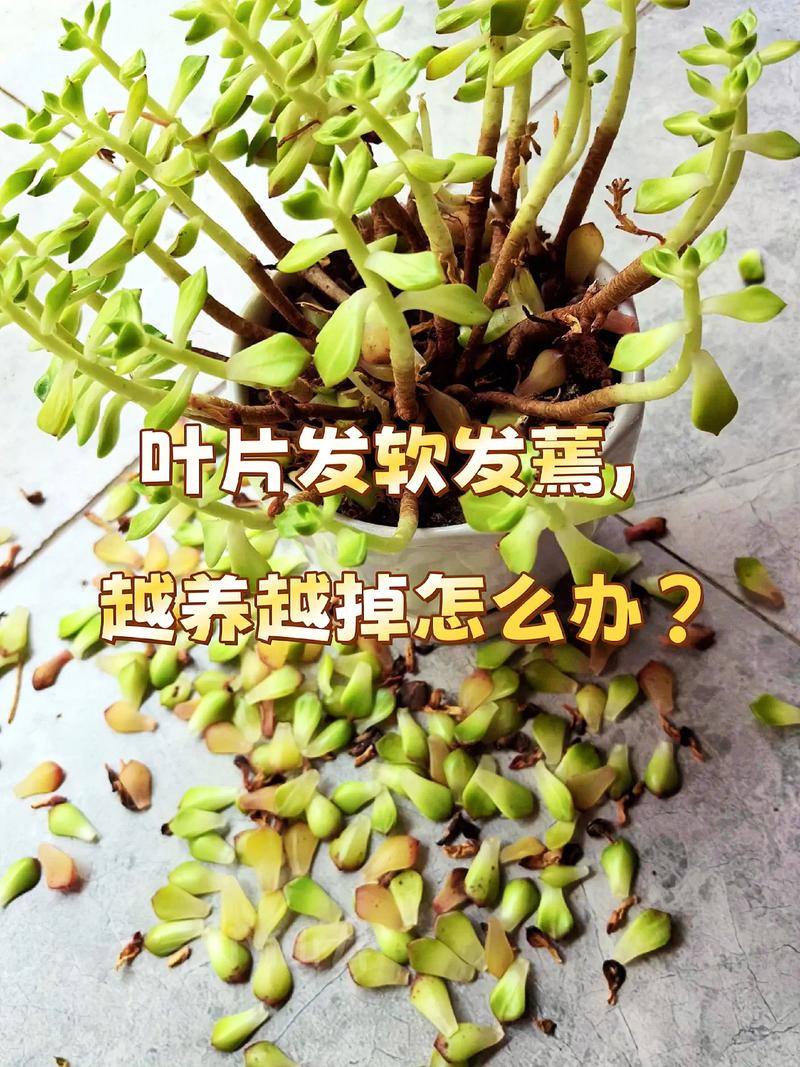 多肉叶子变软土发霉怎么办？-第3张图片-吾爱花网