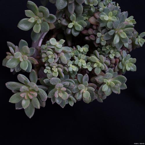 多肉叶子变软土发霉怎么办？-第2张图片-吾爱花网