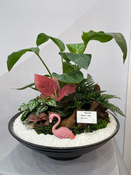 绿植组合盆栽参赛作品有何独特创意？-第2张图片-吾爱花网