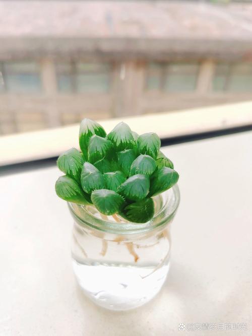 玉露长根能水培吗？-第2张图片-吾爱花网