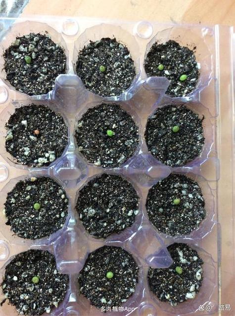 玉露长根能水培吗？-第1张图片-吾爱花网