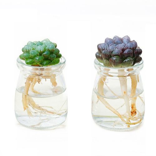 玉露长根能水培吗？-第3张图片-吾爱花网