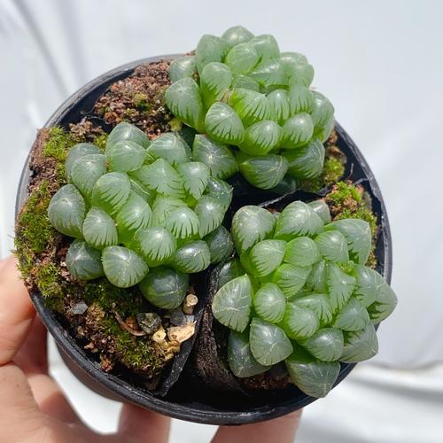 多肉玉露有哪些颜色？-第1张图片-吾爱花网