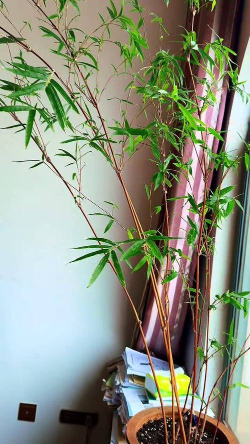 竹盆栽图片有哪些经典造型？-第3张图片-吾爱花网