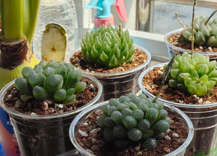 家庭养殖多肉植物大全-第1张图片-吾爱花网