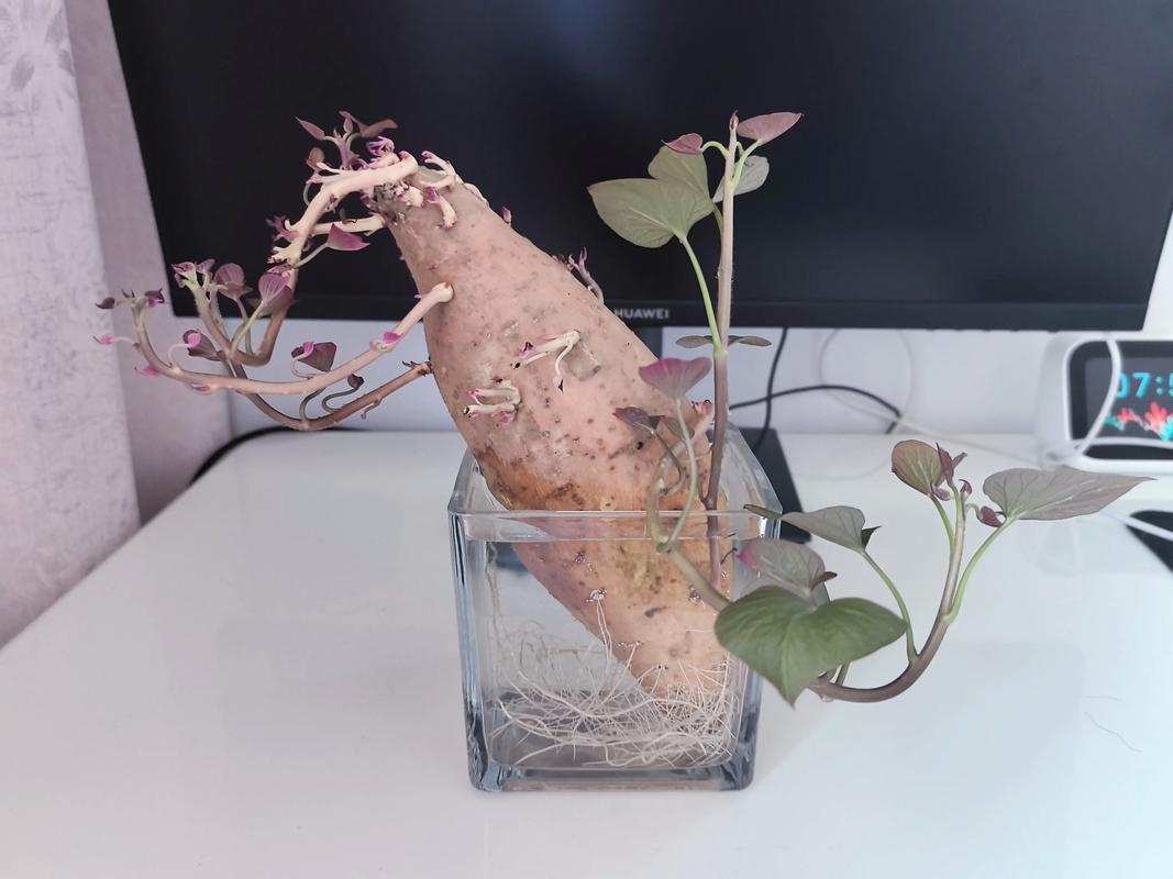 发芽红薯切开水培可行吗？-第1张图片-吾爱花网