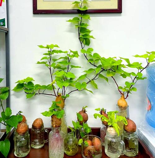 发芽红薯切开水培可行吗？-第2张图片-吾爱花网