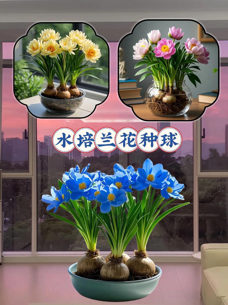 水培兰花改土种能活吗？-第2张图片-吾爱花网