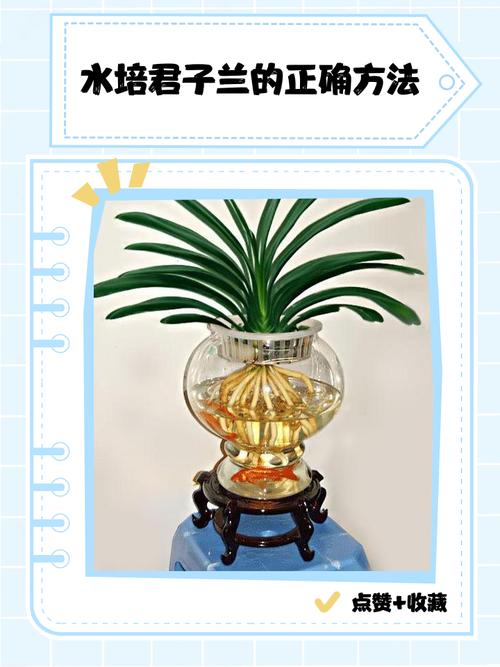 水培兰花改土种能活吗？-第1张图片-吾爱花网