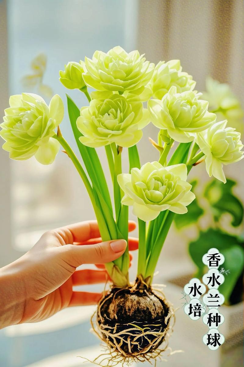 水培兰花改土种能活吗？-第3张图片-吾爱花网