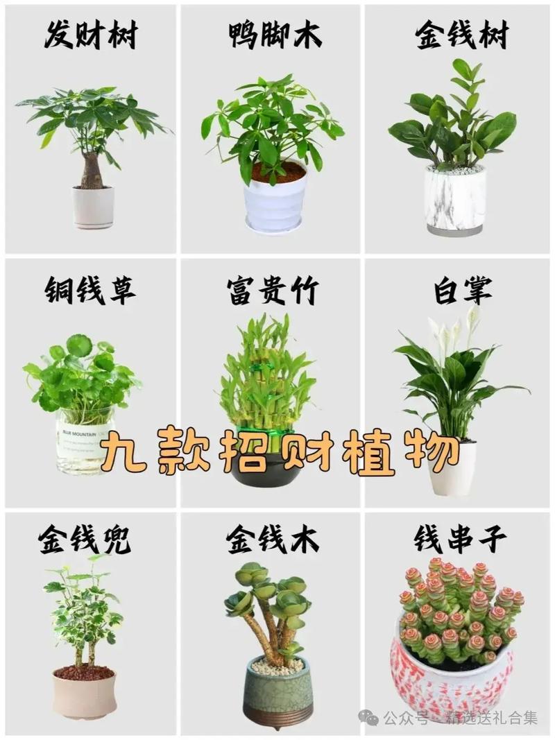 盆栽品种有哪些?图片怎么查?-第1张图片-吾爱花网 盆栽品种有哪些?图片怎么查?-第1张图片-吾爱花网