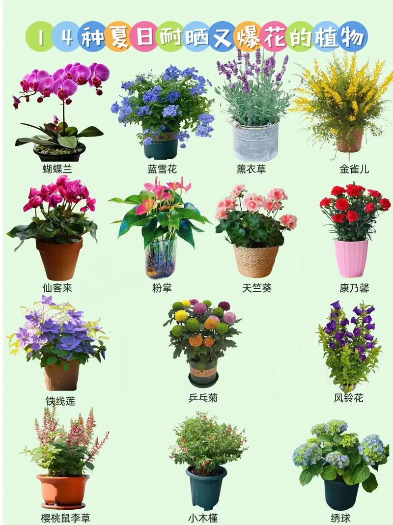 盆栽品种有哪些?图片怎么查?-第2张图片-吾爱花网 盆栽品种有哪些?图片怎么查?-第2张图片-吾爱花网