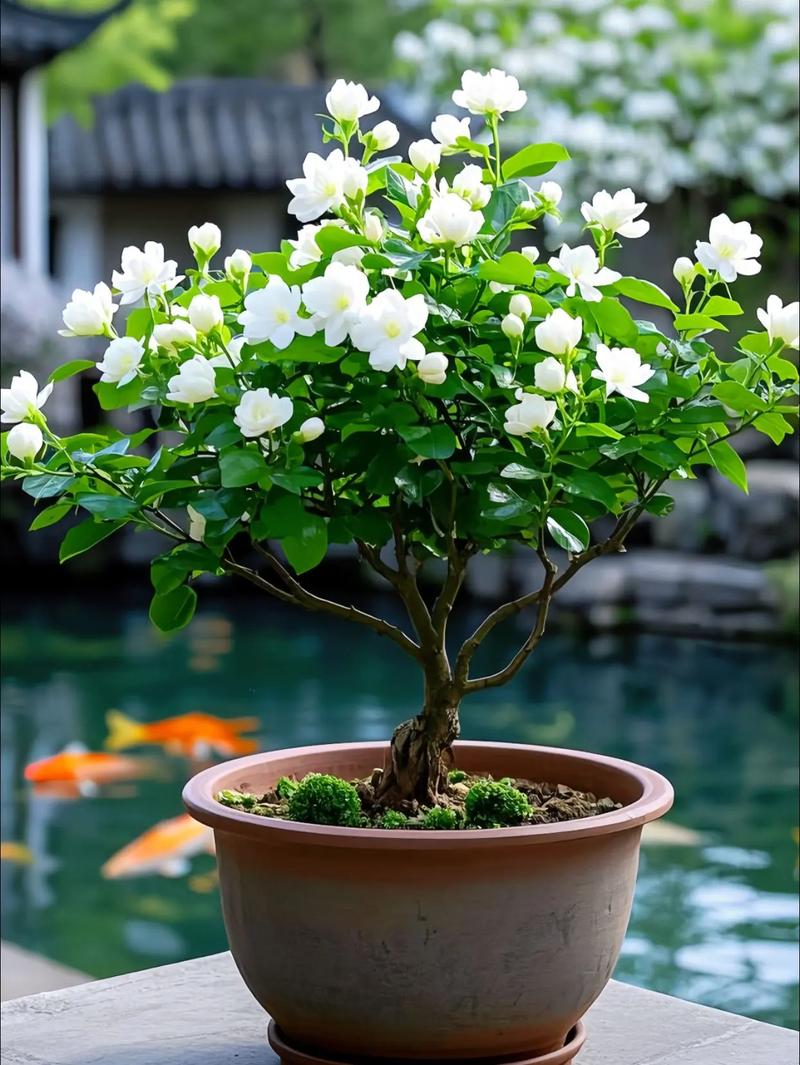 开花盆栽有哪些独特作用？-第1张图片-吾爱花网