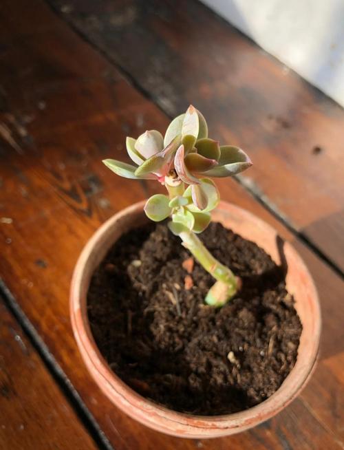 哪些多肉温差变色？关键因素有哪些？-第2张图片-吾爱花网