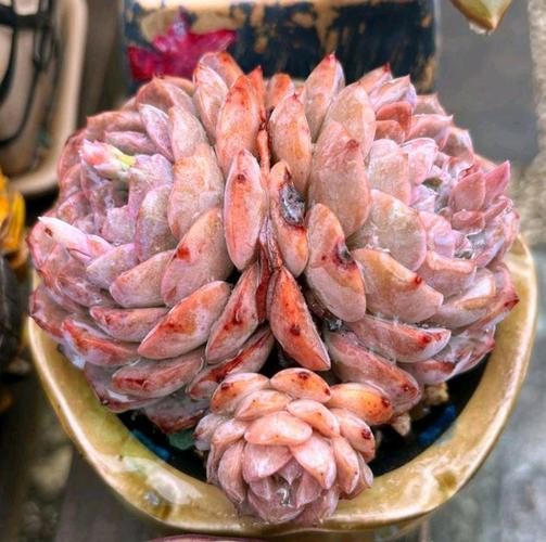 哪些多肉温差变色？关键因素有哪些？-第3张图片-吾爱花网