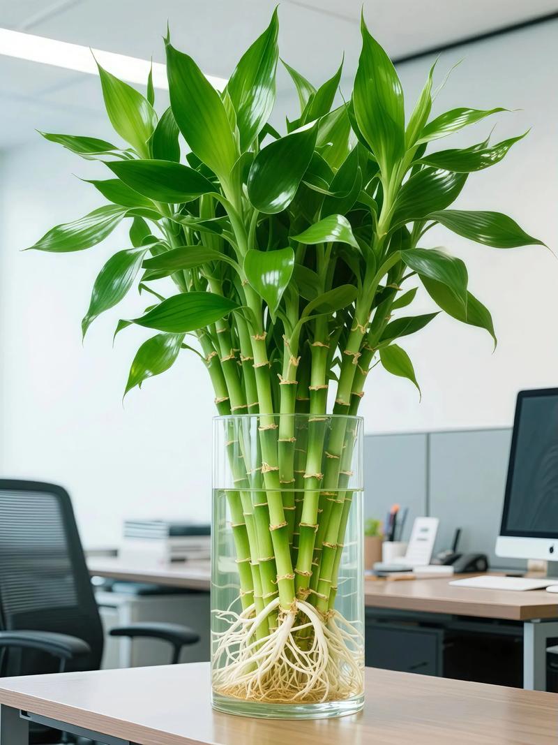 水培富贵竹哪种最好养？-第1张图片-吾爱花网