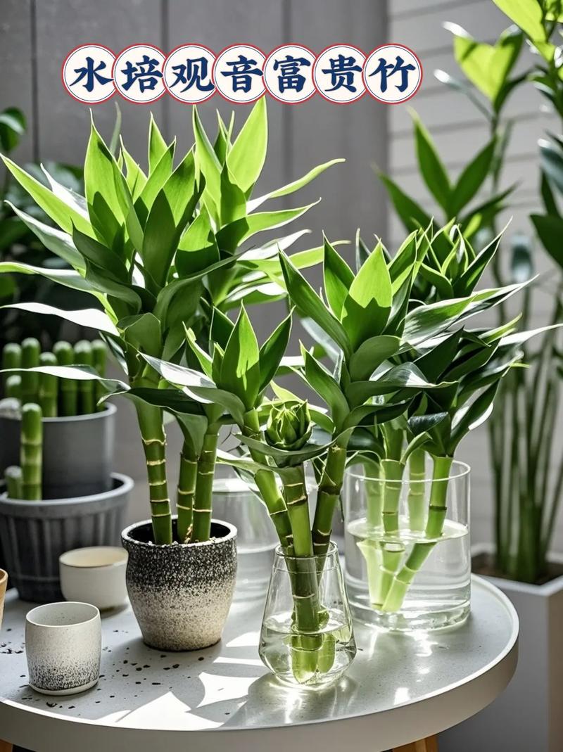 水培富贵竹哪种最好养？-第3张图片-吾爱花网