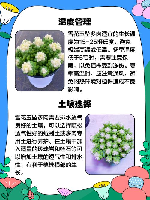 多肉小苗冬天怎么养才安全？-第2张图片-吾爱花网