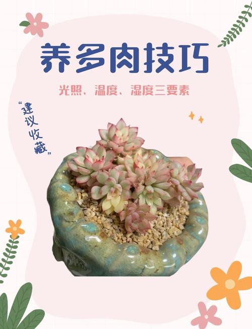多肉小苗冬天怎么养才安全？-第1张图片-吾爱花网