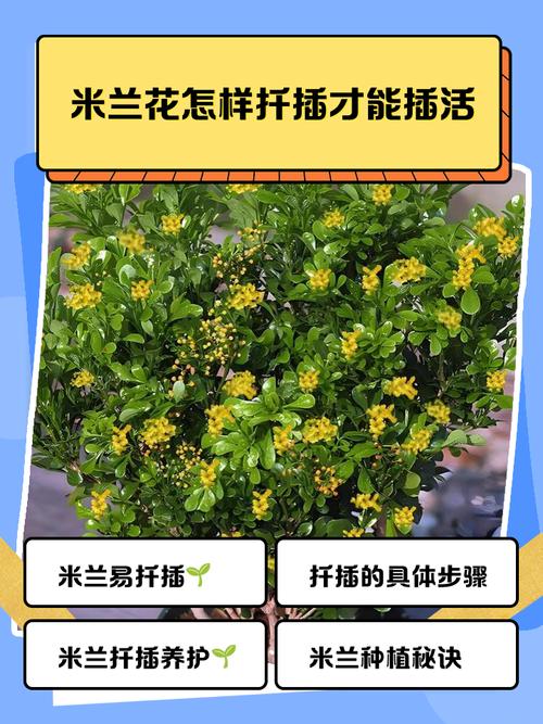 米兰米兰枝水培能生根吗？-第1张图片-吾爱花网