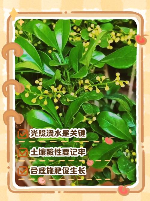 米兰米兰枝水培能生根吗？-第2张图片-吾爱花网