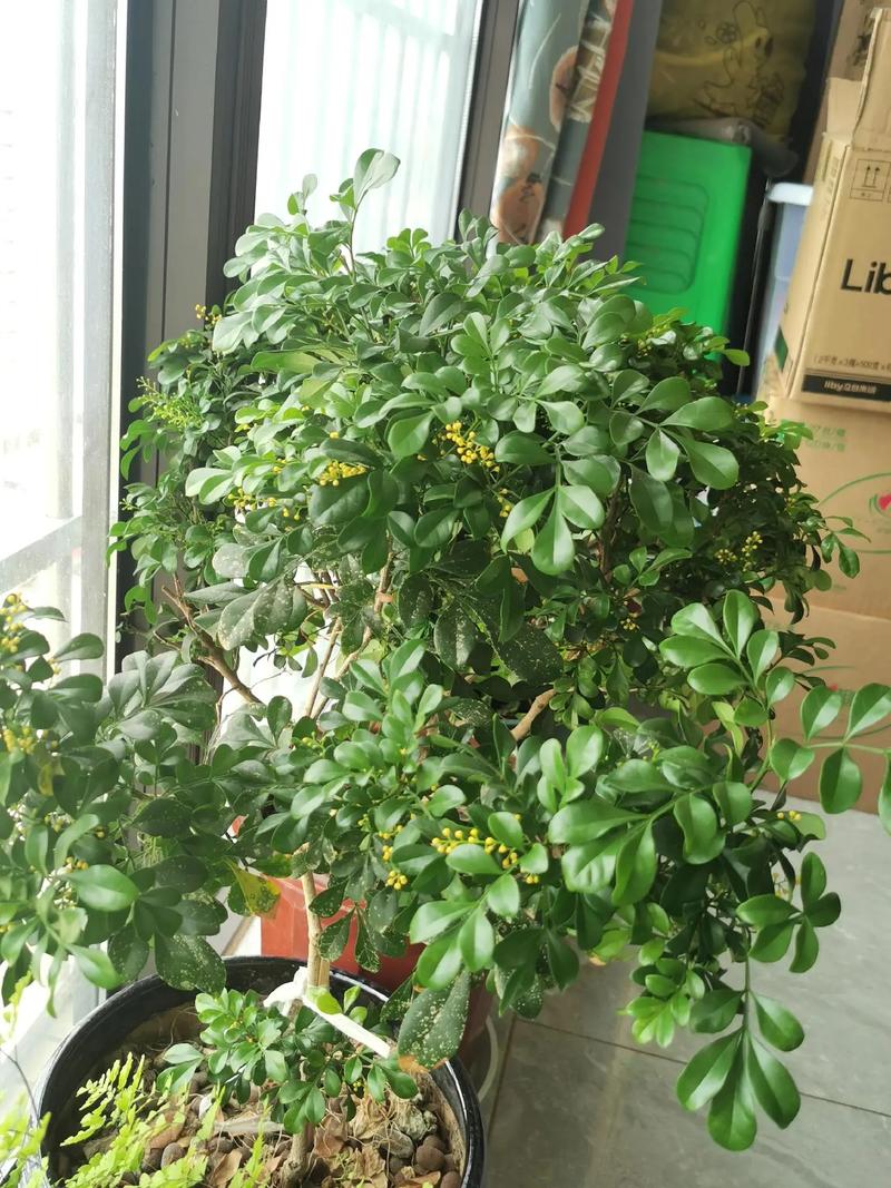 米兰米兰枝水培能生根吗？-第3张图片-吾爱花网