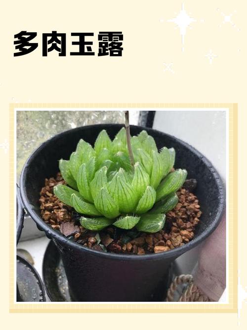 玉露怎么养才晶莹透亮？-第1张图片-吾爱花网