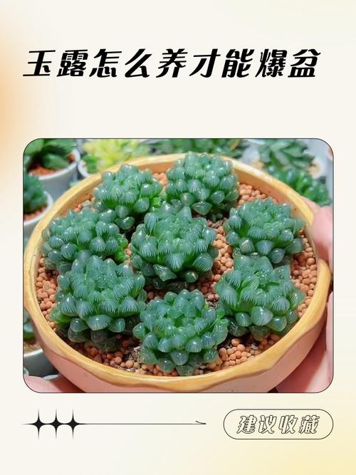 玉露怎么养才晶莹透亮？-第2张图片-吾爱花网