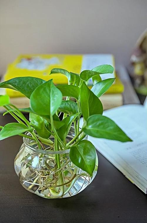 水培绿萝如何改土养？-第2张图片-吾爱花网