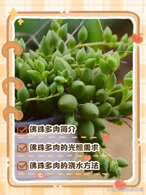 多肉佛珠如何养出饱满状态？-第2张图片-吾爱花网