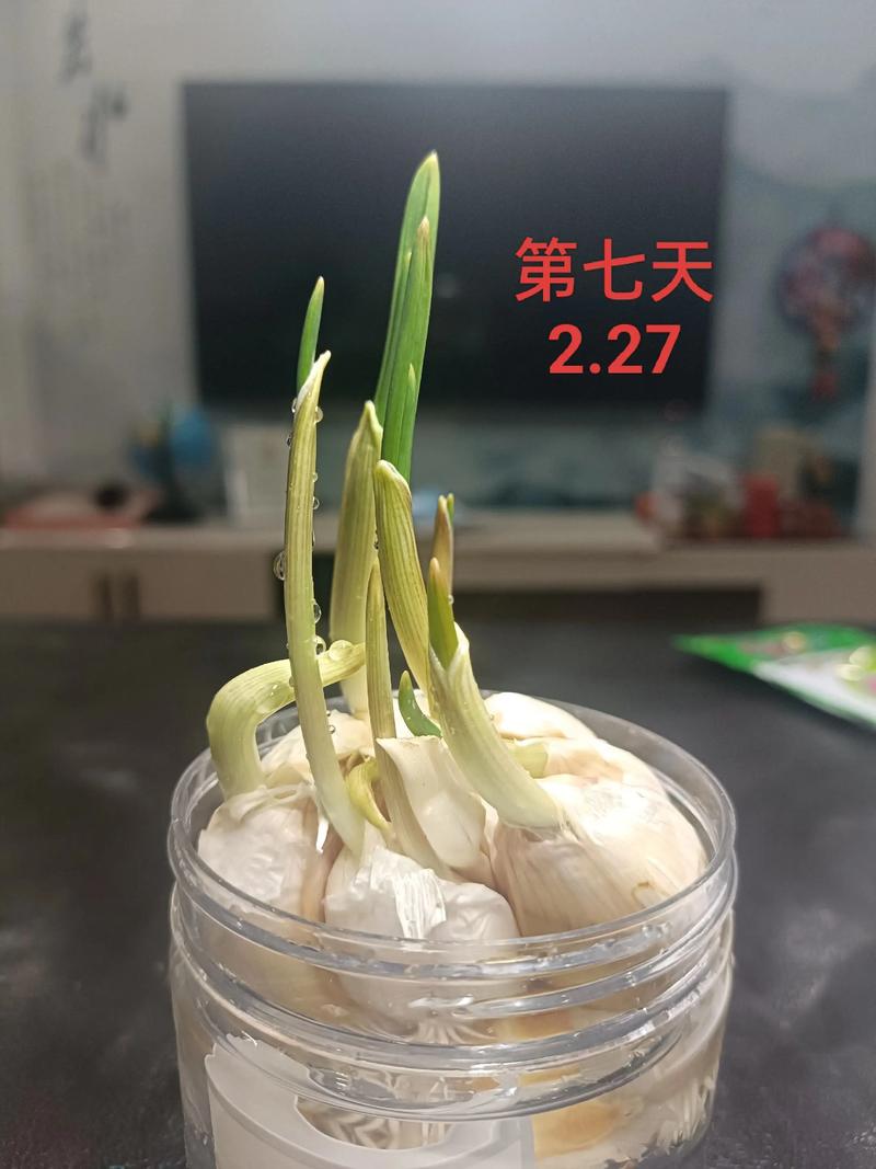 水培大蒜施肥该注意什么？-第1张图片-吾爱花网