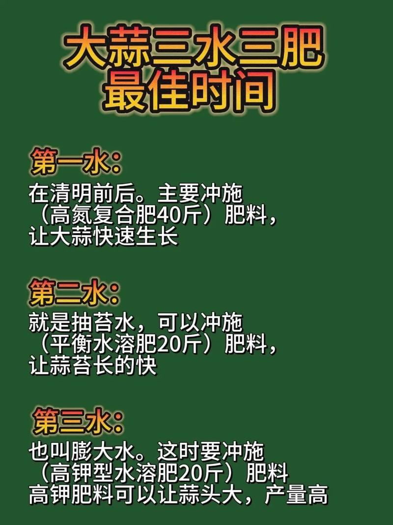 水培大蒜施肥该注意什么？-第2张图片-吾爱花网