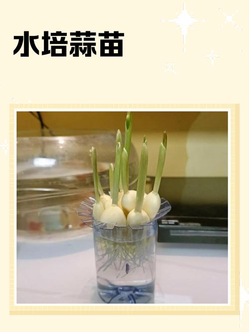 水培大蒜施肥该注意什么？-第3张图片-吾爱花网