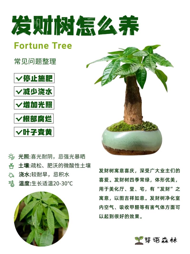 水培发财树怎么施肥才合适？-第2张图片-吾爱花网