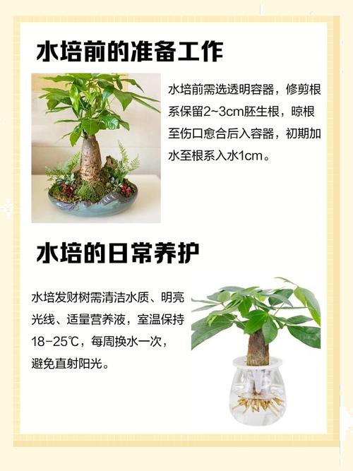 水培发财树怎么施肥才合适？-第3张图片-吾爱花网