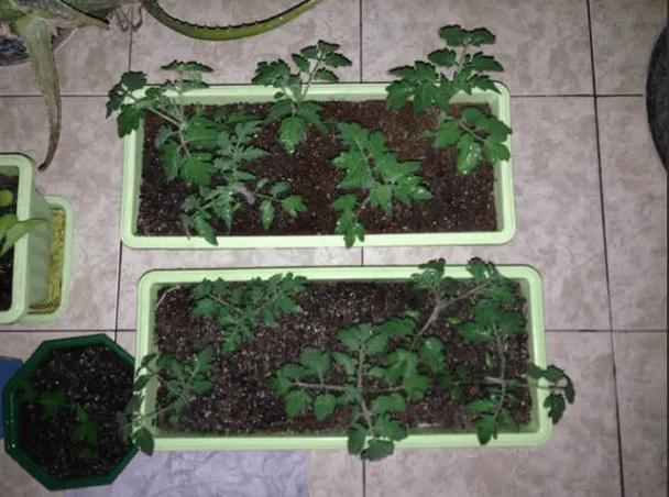 自制盆栽种子怎么选?看图学种步骤详解-第2张图片-吾爱花网 自制盆栽种子怎么选?看图学种步骤详解-第2张图片-吾爱花网