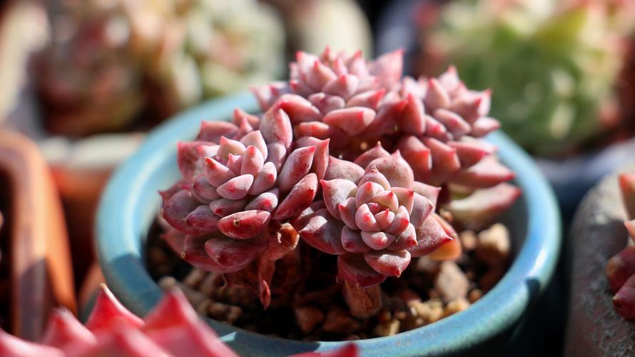 多肉哪些品种喜阳？-第2张图片-吾爱花网