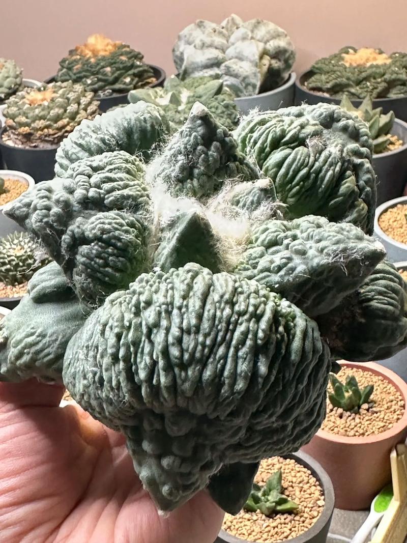 怒涛多肉冬天如何养护？-第1张图片-吾爱花网