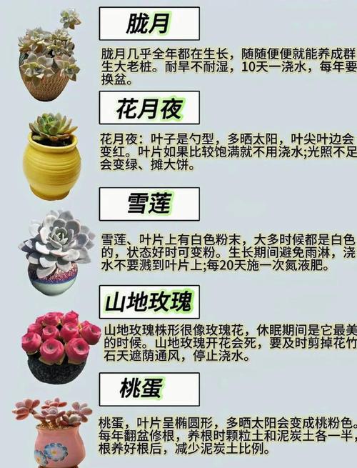 怒涛多肉冬天如何养护？-第2张图片-吾爱花网