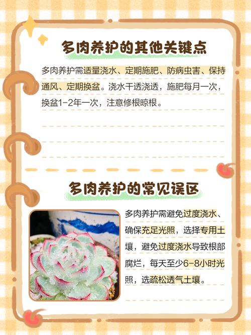 怒涛多肉冬天如何养护？-第3张图片-吾爱花网