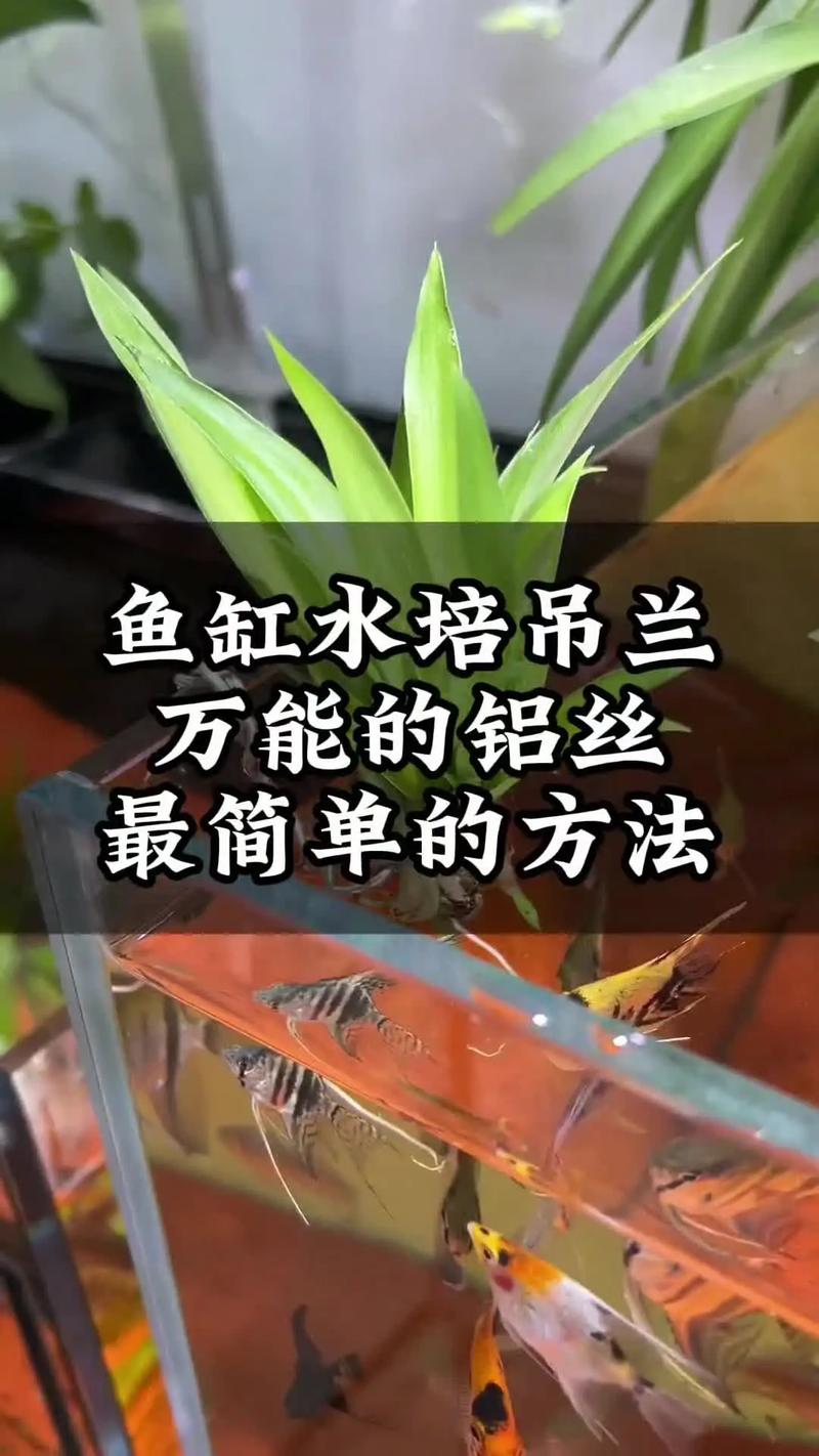 水培吊兰剪根最佳时间是什么时候?-第2张图片-吾爱花网 水培吊兰剪根最佳时间是什么时候?-第2张图片-吾爱花网