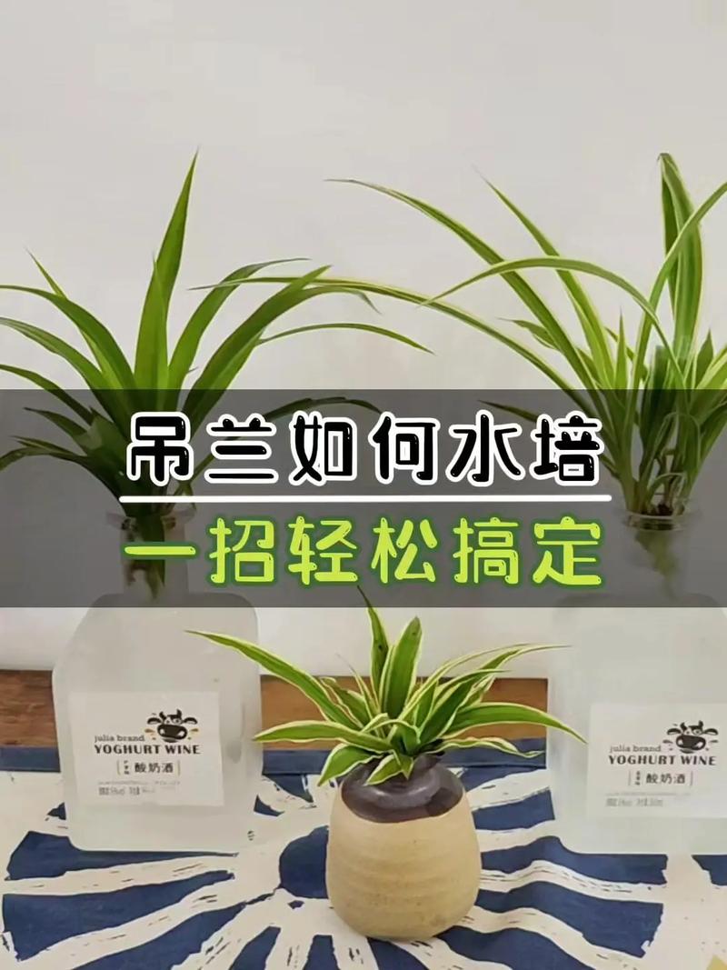 水培吊兰剪根最佳时间是什么时候?-第1张图片-吾爱花网 水培吊兰剪根最佳时间是什么时候?-第1张图片-吾爱花网